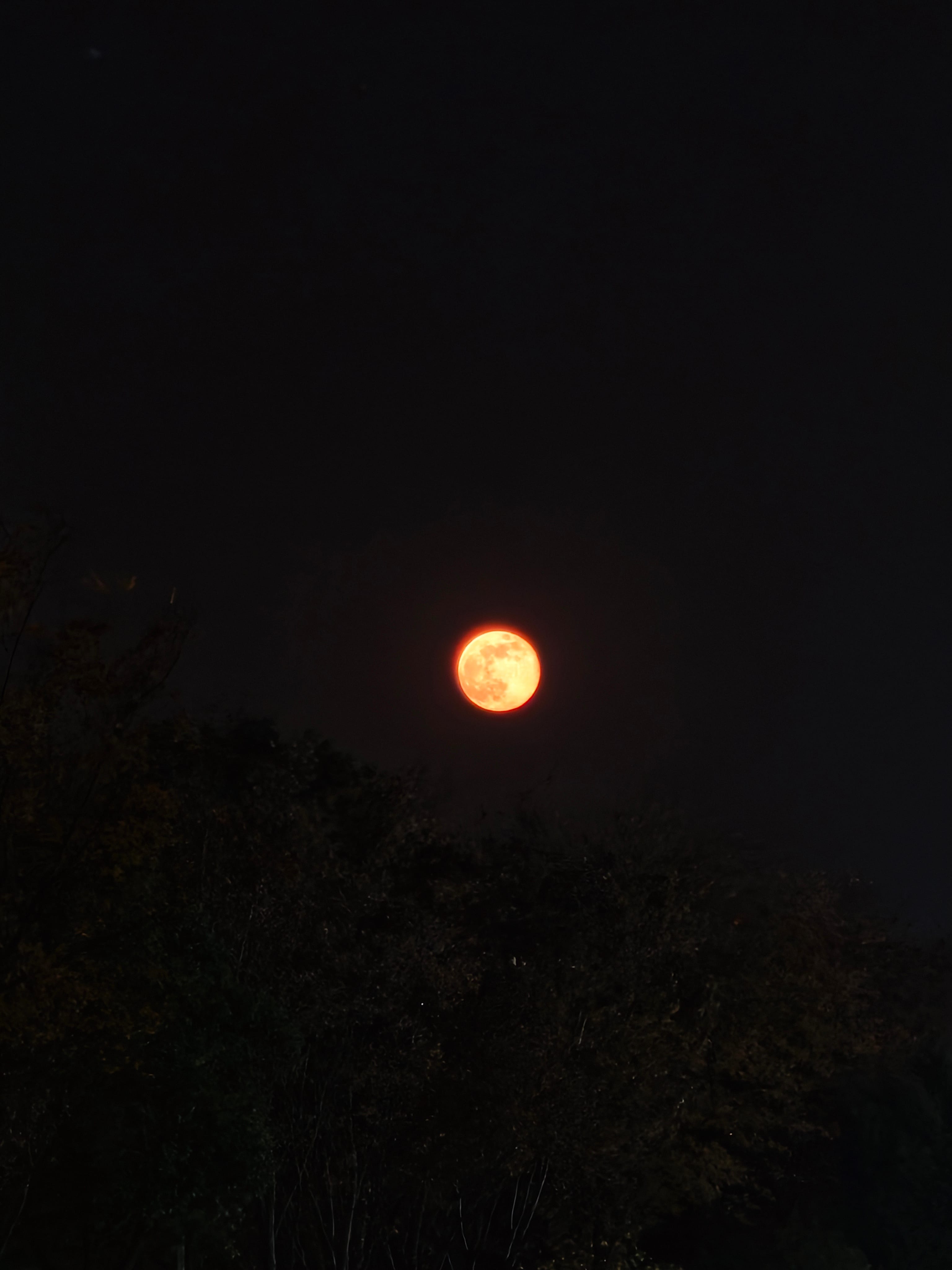 1765007974918_d.jpg|350